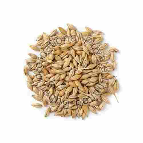 Barley Seeds (Hordeum Vulgare)