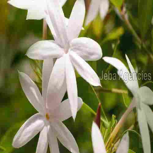 Fresh White Jasmine Flowers