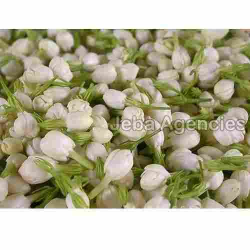 Fresh White Mullai Flowers