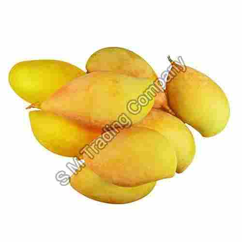 Organic and Natural Fresh Totapuri Mango
