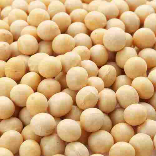 Non GMO Quality Soybean Seeds
