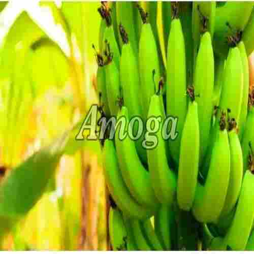Healthy and Natural Green Cavendish Banana