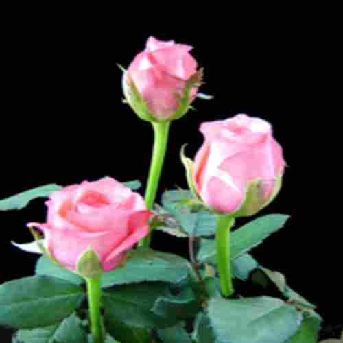 Natural and Fresh Sweetnesse Pink Rose
