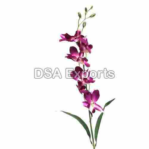 Fresh Organic Orchid Flower