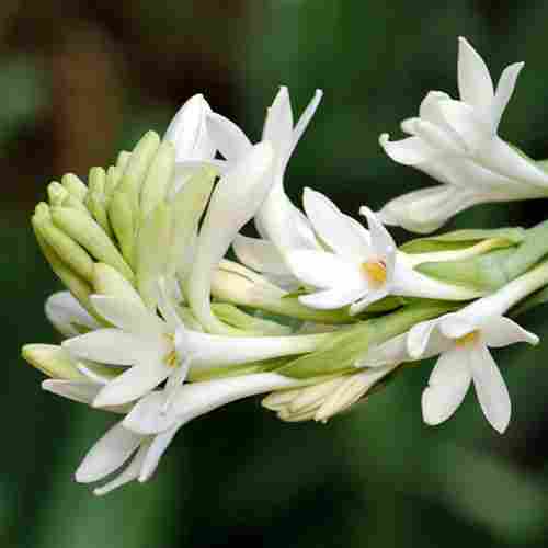 Natural and Fresh White Tuberose Flower
