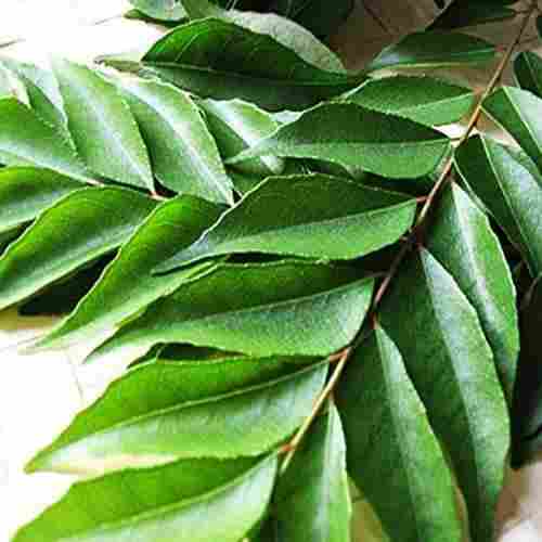 Organic and Natural Fresh Curry Leaves