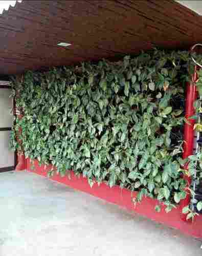 Agro Experts Green Walls or Vertical Walls