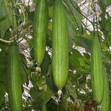 Cooked Organic And Natural Fresh Ridge Gourd