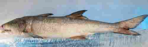 Fresh Frozen Rawas Indian Salmon Fish