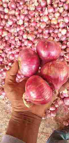 New Cultivated Red Onion