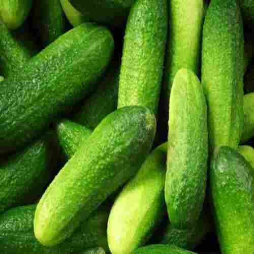 Healthy and Natural Fresh Gherkins