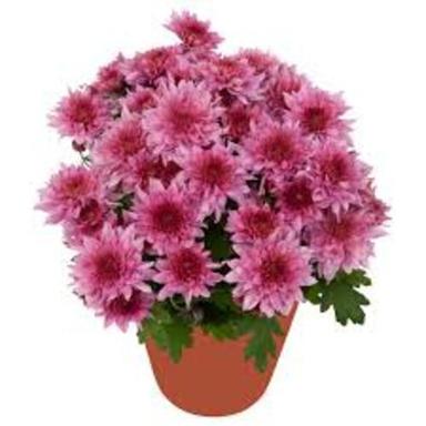 Organic Pink Chrysanthemum Plant