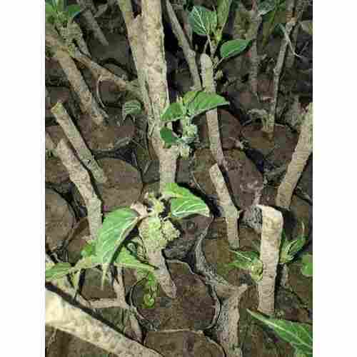 Fresh and Natural Mulberry Plants
