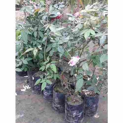 Fresh and Natural Rose Plants