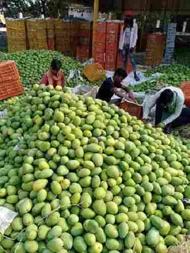 Farm Fresh Badami Mango