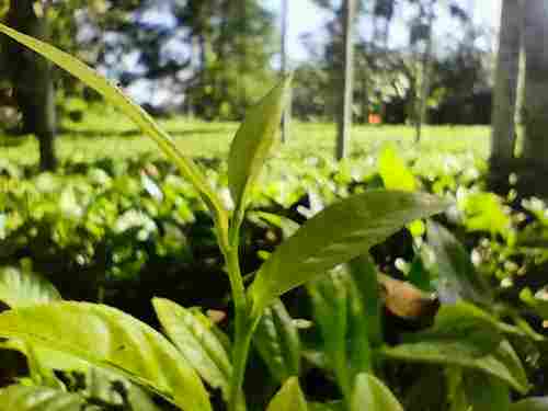 Natural Assam CTC Tea