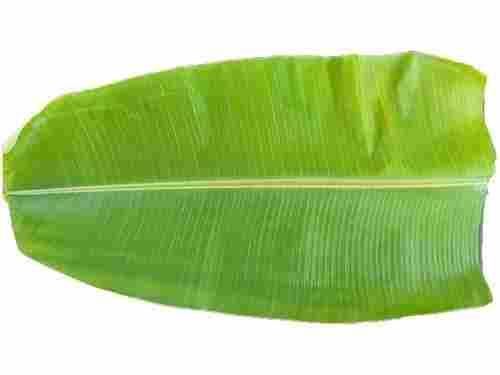 Natural Green Banana Leaf