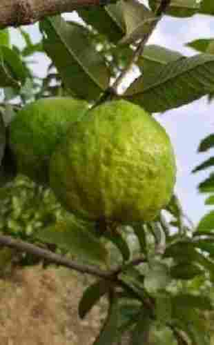 Natural Fresh Guava Fruits