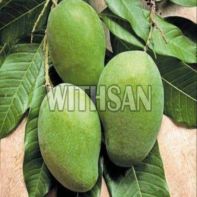 Green Healthy And Natural Fresh Raw Mango