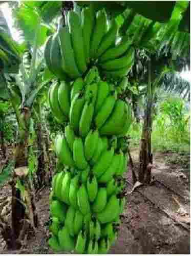 Natural Fresh Green Banana