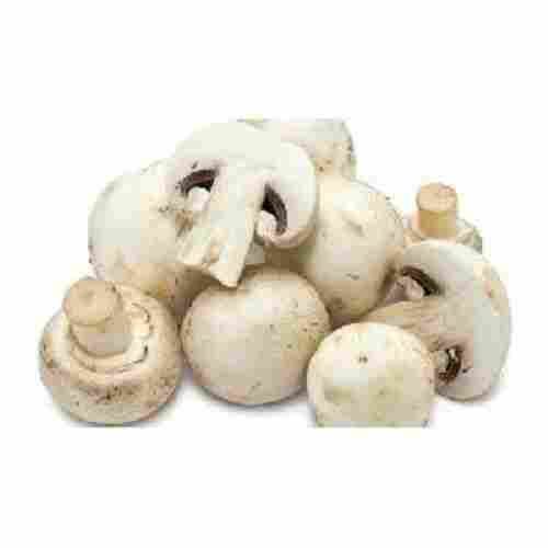 A Grade Fresh Mushroom for Cooking
