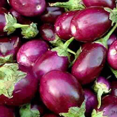 Fresh Organic Brinjal for Cooking
