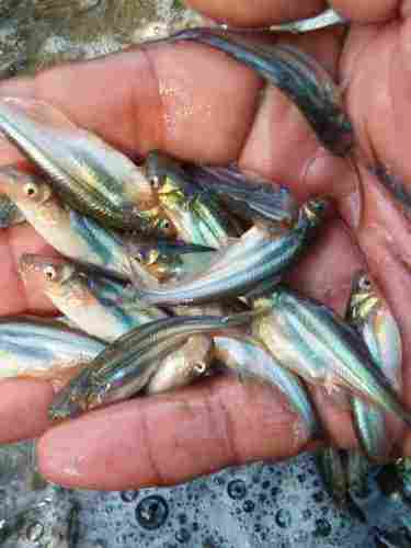 Phangasius Fish Seeds For Farming