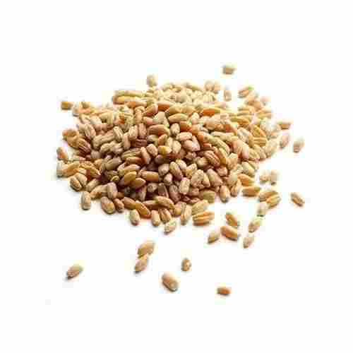 High In Protein Organic Wheat