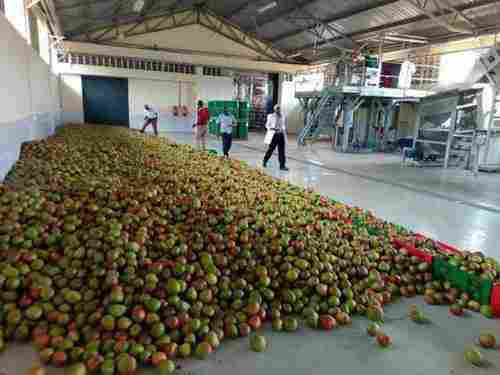Automatic Fruit Processing Plant