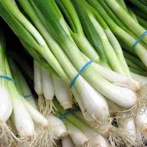 Organic and Natural Fresh Green Onion