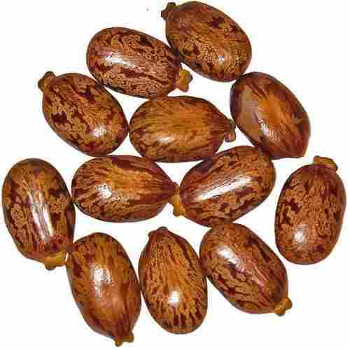 Healthy and Natural Castor Seeds