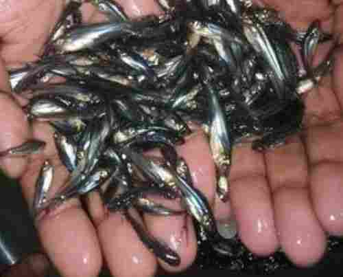 Fresh Pangasius Fish Seed