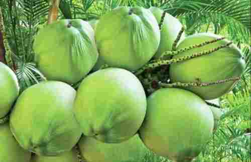 Green Color Fresh Coconut