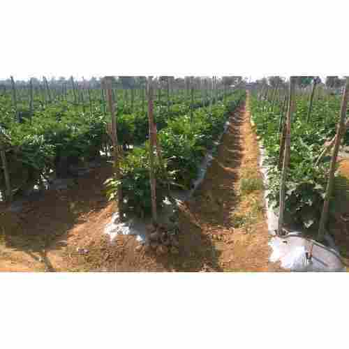 Mulch Film for Agricultural farms