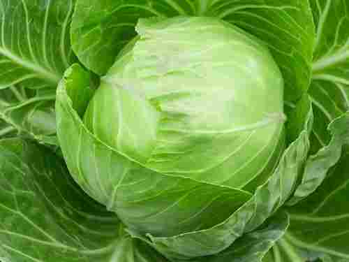 Healthy and Natural Fresh Green Cabbage