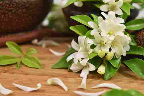 Natural and Fresh Jasmine Flower
