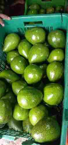 A Grade Avocado Fruit