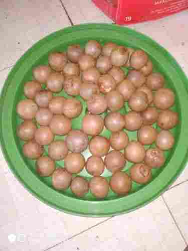 Brown Color Haas Avocado Seeds