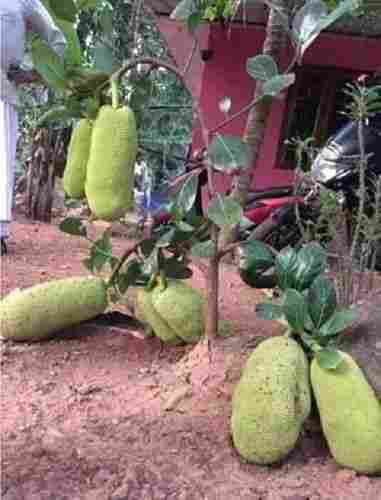 Thai All Time Jack Fruit Plant