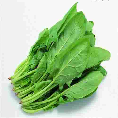 Healthy and Natural Fresh Spinach
