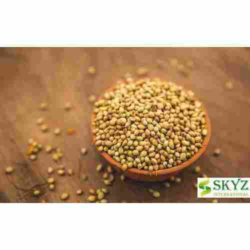 High In Protein Coriander Seeds