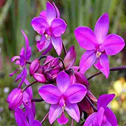 Natural and Fresh Purple Orchid Flower