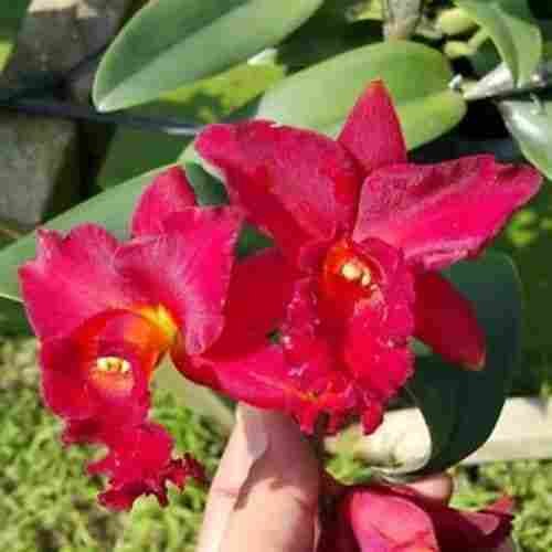 Natural and Fresh Red Orchid Flower