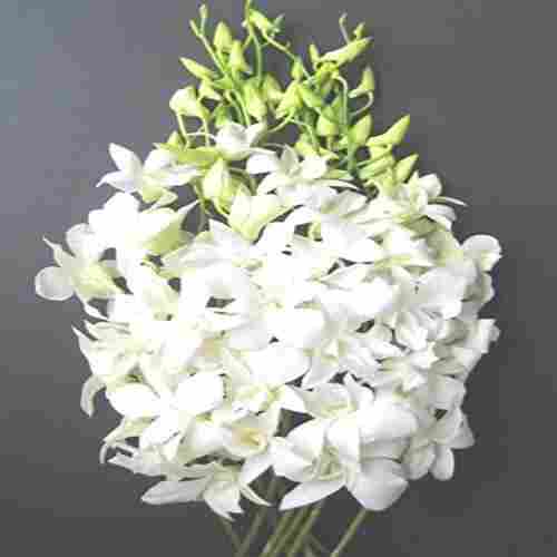 Natural and Fresh White Orchid Flower