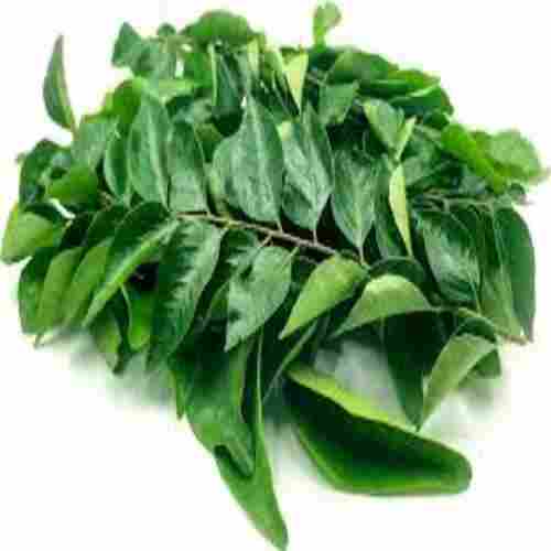 Healthy and Natural Fresh Curry Leaves