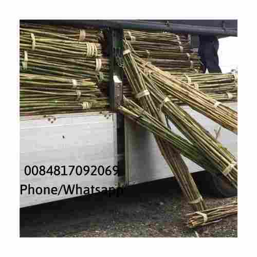 Bamboo Poles Custom Size
