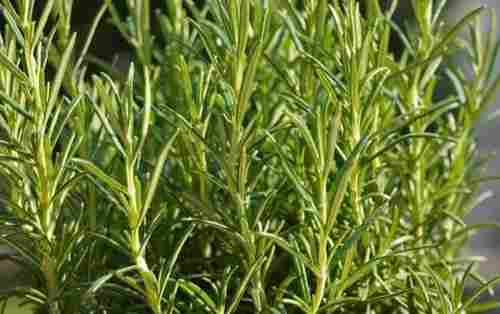 100% Pure Rosemary Leaves