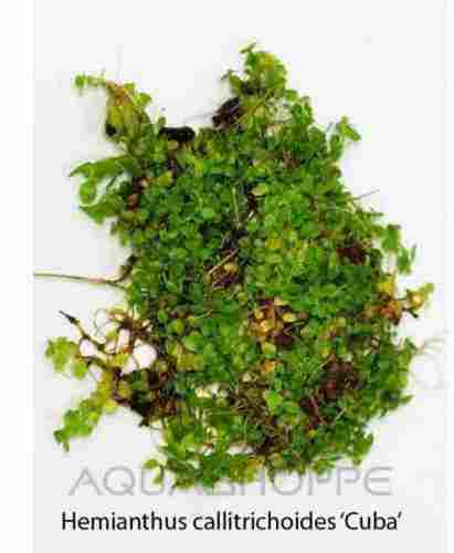 Micranthemum umbrosum Cuba Plant