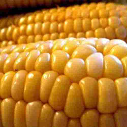 Healthy and Natural Fresh Yellow Maize