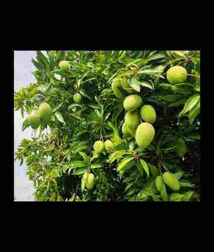 Natural Fresh Baiganpalli Mangoes